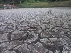 Kemarau Panjang Bikin Petani di Pangandaran Gigit Jari