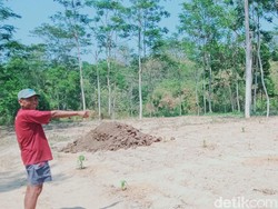Serangan Monyet Liar Gunung Merapi Meluas ke Jatinom Klaten