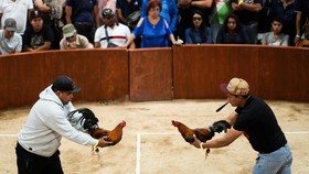 FOTO: Menengok Sabung Ayam Meksiko yang Jadi Polemik
