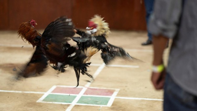 Polisi mengungkap arena judi sabung ayam yang berlokasi di Jalan Legok, Jatiasih, Kota Bekasi, dikamuflase menjadi kandang kuda.