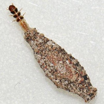 Kamitetep Sering Jadi Pemicu Gatal di Kasur, Ini Penjelasan dan Fakta Menariknya