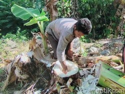 Derita Warga NTT Saat Kekeringan: Minum Air dari Batang Pisang-Tirta Berkapur