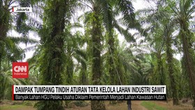 Dampak Tumpang Tindih Tata Kelola Lahan Industri Sawit
