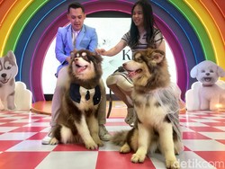 Melihat Meriahnya Pernikahan Anjing Aigner dan Kim di Surabaya