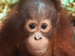 Mengenal Onyer, Bayi Orangutan Pemeran Sayu di Petualangan Sherina 2