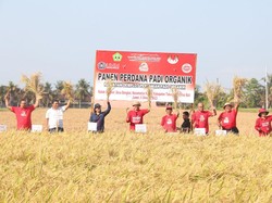 Petani Subak di Tabanan Panen 9 Ton Padi Organik di Tengah Kemarau
