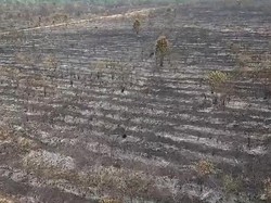 Obat Nyamuk Diduga Jadi Alat Bakar Lahan TN Way Kambas, Ini Alasannya