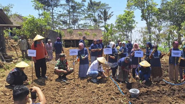 Peringati Hari Tani Nasional ke-63, PNM melakukan penanaman 10.000 lebih bibit tanaman unggul di 5 desa binaan PNM atau Kampung Madani.
