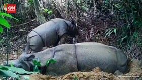 VIDEO: TN Ujung Kulon Tangkap Aktivitas Badak Jawa Betina Usia 8 Bulan