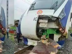 Kereta Cepat India Pernah Tabrak Sapi, Mental dan Timpa Orang