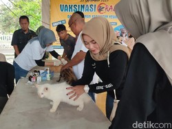 Cegah Rabies, Ratusan Kucing di Ciamis Divaksinasi
