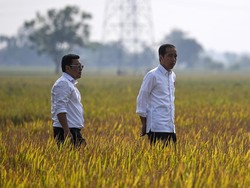 Tinjau Panen Padi di Sulteng, Jokowi: Hasilnya Bagus 6,2 Ton per Hektare