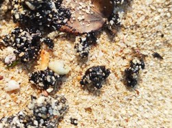 Melihat Lebih Dekat Gumpalan Hitam di Pantai Krakal-Slili Gunungkidul