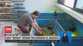 VIDEO: Ada 