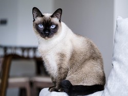 15 Ciri-Ciri Kucing Mau Mati yang Sering Terjadi
