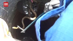 VIDEO: Petugas Damkar Evakuasi 2 Ular King Koros dari Dasar Sumur