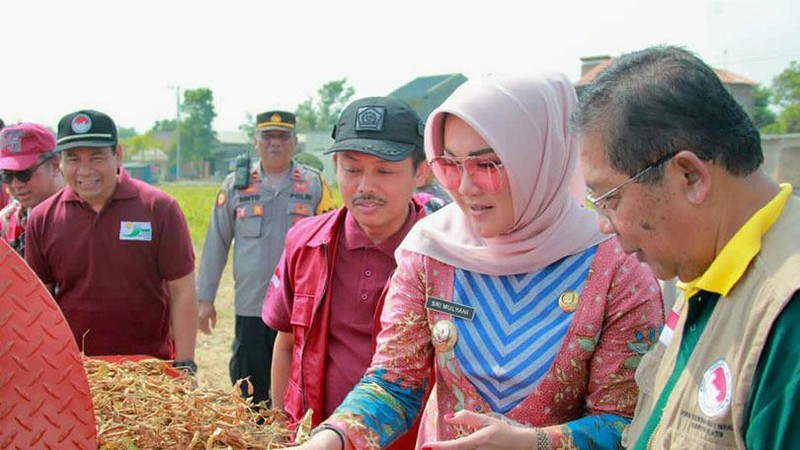 Forum Kerukunan Umat Beragama (FKUB) Kabupaten Klaten menggelar panen kedelai bersama di Dukuh Tegalrejo, Desa Tegalrejo, Kecamatan Ceper, Selasa (10/10) pagi.
