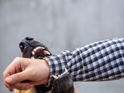 Waspada Rabies Saat Liburan: Jangan Sembarangan Membelai Hewan!