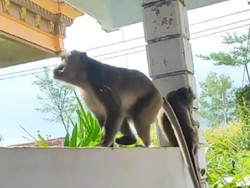 Hutan Kekeringan Bikin Monyet di Ponorogo Rusak Kebun dan Curi Telur Warga