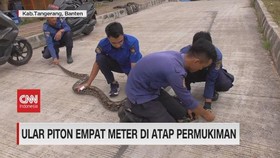 VIDEO: Ular Piton Empat Meter Di Atap Permukiman