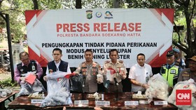 Polisi Gagalkan Penyelundupan 107 Ribu Benih Lobster ke Singapura
