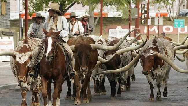 FOTO: Parade Sapi Bertanduk Panjang yang Ikonik di Texas FOTO: Parade Sapi Bertanduk Panjang yang Ikonik di Texas