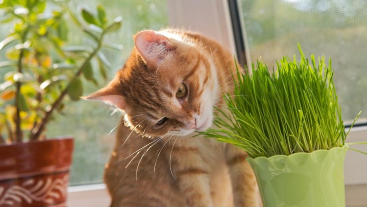 515784103 Cat sniffing and munching a vase of fresh catnip