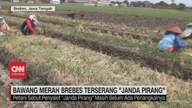 VIDEO: Bawang Merah Brebes Terserang 