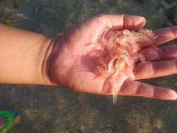 KKP Pastikan Pengaturan BBL untuk Kembangkan Budidaya Lobster RI