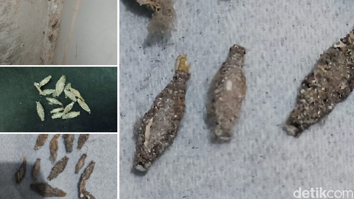 Penampakan kamitetep (Phereoeca uterella) dan habitatnya. Tampak selubung atau bungkus seperti biji labu yang terbuat dari debu dan kotoran.