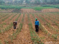 Cara Otib Manfaatkan Sungai Cibitung yang Mengering
