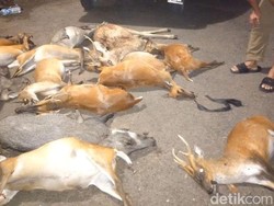 Gawat! Perburuan Liar Ancam Satwa Taman Nasional Bali Barat