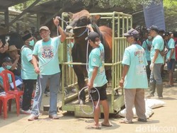 Ratusan Ekor Sapi Jumbo Ikuti Kontes di Tulungagung