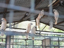 Dulu Diselundupkan ke Filipina, 73 Burung Asal RI Berhasil Dipulangkan