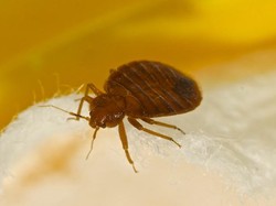 6 Cara Ampuh Basmi Kutu Kasur dengan Bahan Sederhana