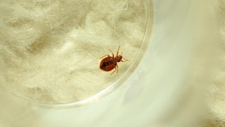 Bedbugs colony on the matress cloth macro. Disgusting blood-sucking insects. Adult insects, larvae and eggs. Traces of vital activity of the insects.
