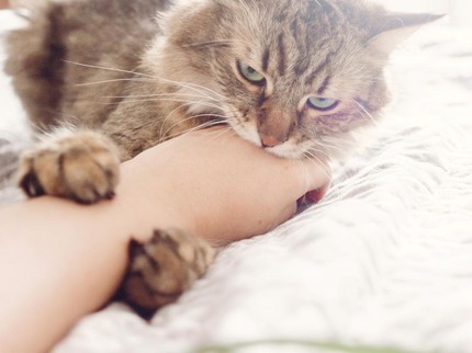 5 Pertolongan Pertama Anak Digigit Kucing agar Tak Tetanus dan Rabies