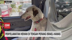 VIDEO: Penyelamatan Hewan Di Tengah Perang Israel-Hamas
