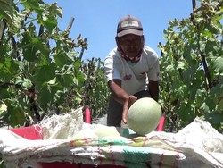 Cuan Puluhan Juta Rupiah dari Manisnya Melon Amanda