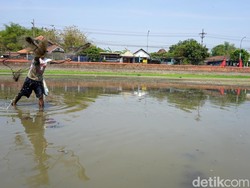 Kolam Segaran Warisan Majapahit yang Mengering Jadi Berkah Pencari Ikan