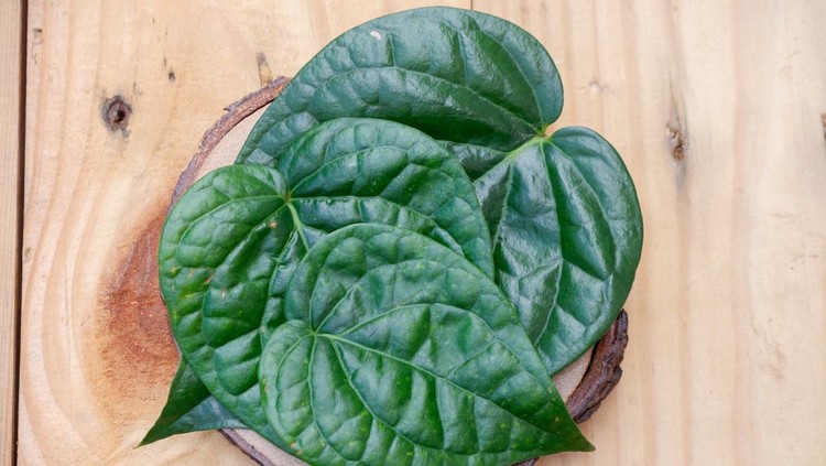 Manfaat duan sirih untuk jerawat