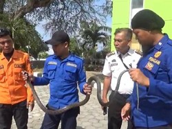 Ular King Cobra Nyaris Masuk Rumah Warga di Parepare, Damkar Evakuasi