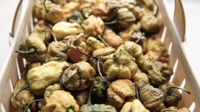 Pepper X, Cabai Paling Pedas di Dunia Kalahkan Carolina Reaper Pepper X, Cabai Paling Pedas di Dunia Kalahkan Carolina Reaper