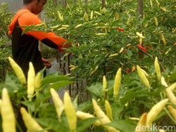 Dari Baanjung Petani Sanipah Kutai Kartanegara Menolak Punah
