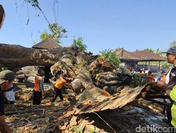 Pohon Kepah Ratusan Tahun Tumbang Timpa Pura Dalem Seluang, 15 Pelinggih Hancur
