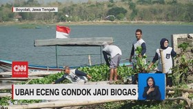 VIDEO: Ubah Enceng Gondok Jadi Biogas