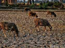 Indonesia Berpotensi Alami Gorila El Nino? Periset BRIN Ungkap Begini
