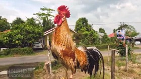VIDEO: Cerita Satwa Bumi Minangkabau