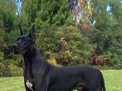 Pria Bawa Anjing Great Dane, Pramugari dan Penumpang Tertekan