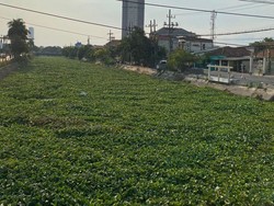Waka DPRD Surabaya Soroti Eceng Gondok Tutupi Sungai & Hambat Saluran Air